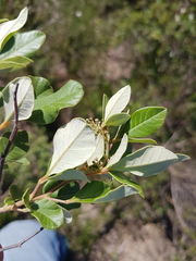 Searsia tomentosa