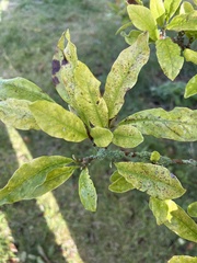 Crataegus germanica