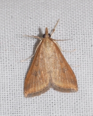 Udea ferrugalis