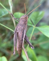 Schistocerca damnifica