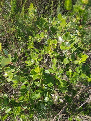 Searsia tomentosa