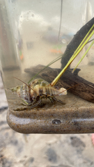 Clibanarius vittatus