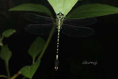 Gomphidae