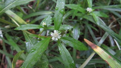 Eclipta prostrata