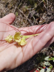 Pterygodium catholicum