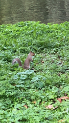 Sciurus carolinensis