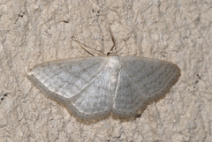 Idaea subsericeata