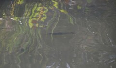 Prochilodus lineatus
