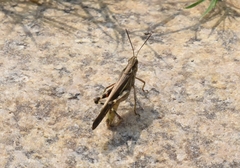 Aiolopus thalassinus