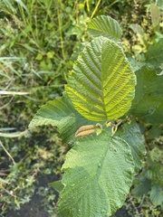 Alnus incana