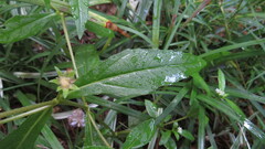 Eclipta prostrata