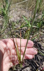 Albuca cooperi