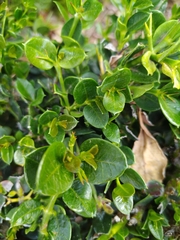 Carissa macrocarpa