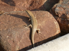 Trachylepis variegata