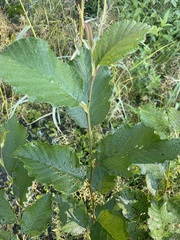 Alnus incana