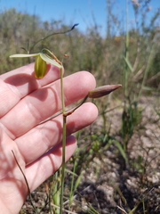 Albuca cooperi