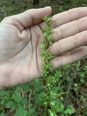 Stenanthium gramineum