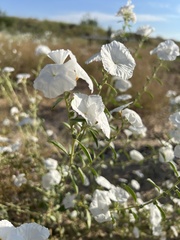 Euploca convolvulacea