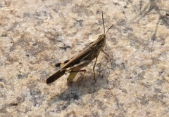 Aiolopus thalassinus