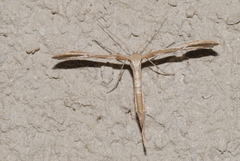 Emmelina monodactyla