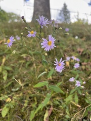 Symphyotrichum oolentangiense