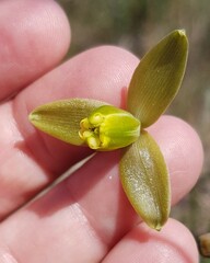 Albuca cooperi