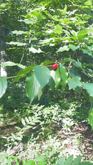 Cornus