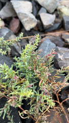 Suaeda maritima