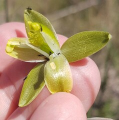 Albuca cooperi