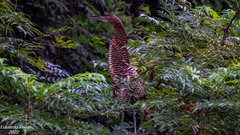 Tigrisoma mexicanum