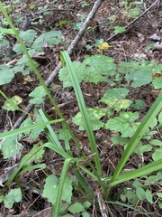 Stenanthium gramineum