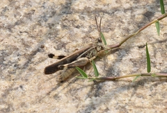 Aiolopus thalassinus