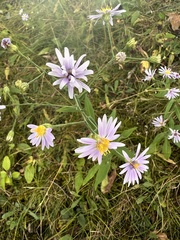 Symphyotrichum oolentangiense