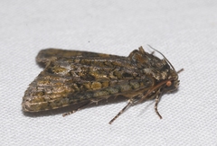 Craniophora ligustri