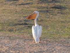 Pelecanus onocrotalus