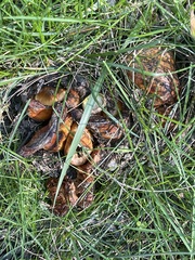 Tricholoma fracticum