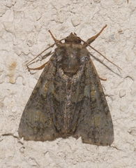 Craniophora ligustri