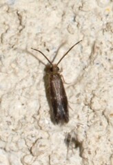 Trichoptera