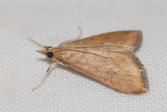 Udea ferrugalis