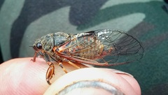 Cicadetta montana