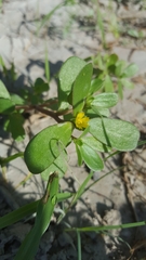 Portulaca oleracea