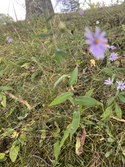 Symphyotrichum oolentangiense