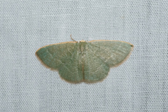Microloxia chlorissodes