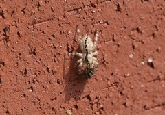 Menemerus
