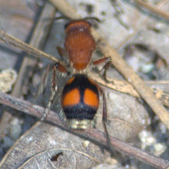 Dasymutilla quadriguttata