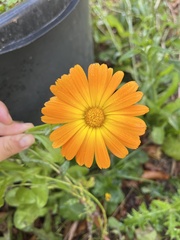 Calendula