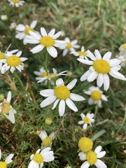 Matricaria
