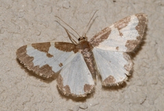 Lomaspilis marginata