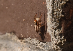 Plexippus setipes