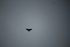 Buteo brachyurus